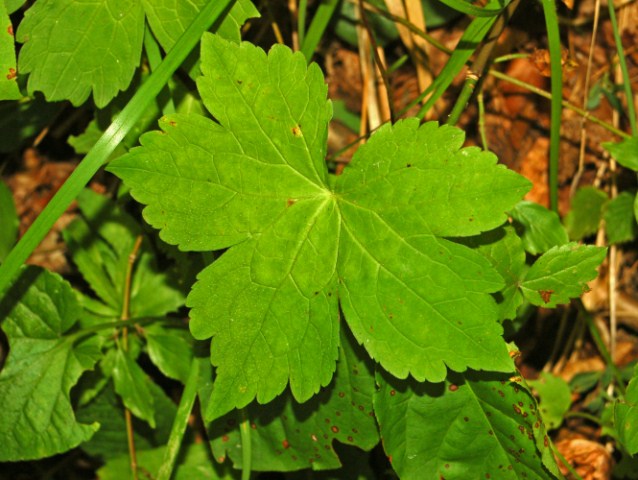 Foglie rosse  e verdi ...
